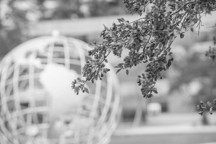 Trees in bloom on the campus tree with the Globe in the background