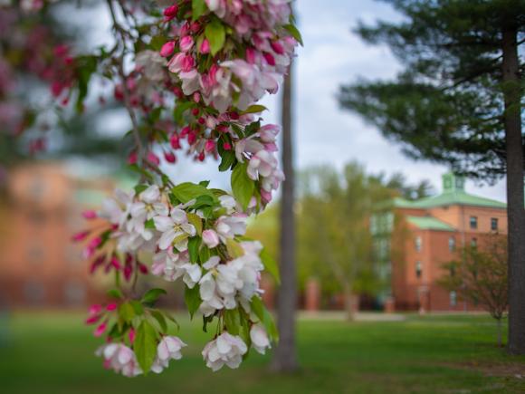 A photo of two flowers, one red and one white. Both blossom on a tree.